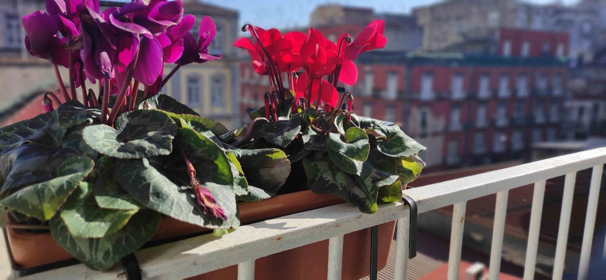 Terno Su Napoli Sanita * Nápoles